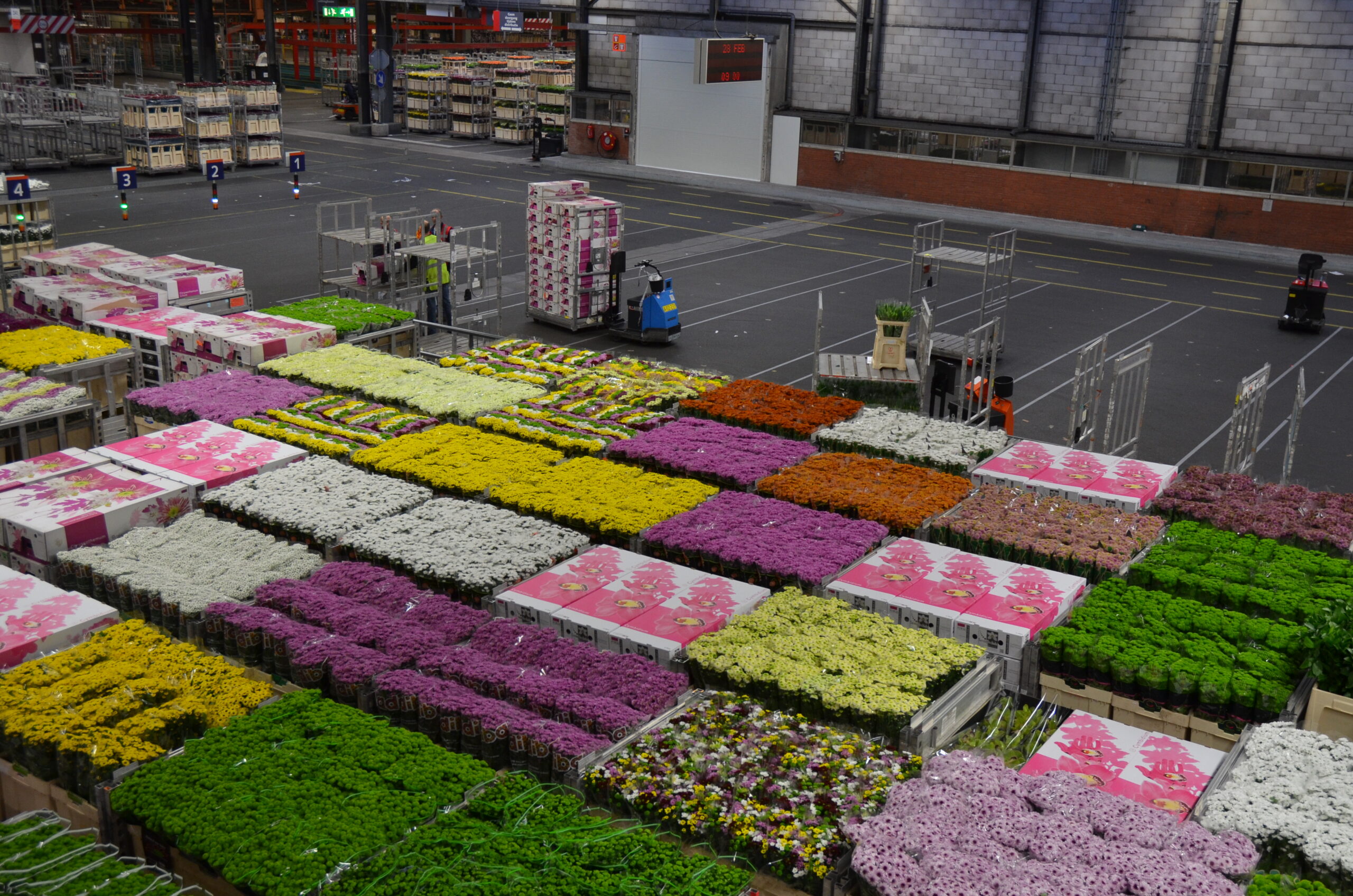 70 campos de futebol: Conheça o maior mercado de flores do mundo